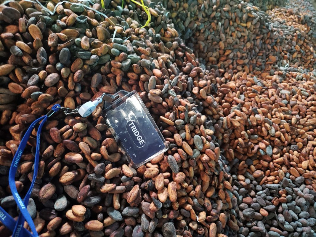 Cameroon cocoa vs Ghana cocoa
