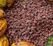 Buy Cameroon Cocoa Beans