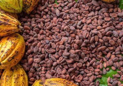 Organic cocoa beans from Cameroon — Grade 1 fine flavor, export quality FOB Douala