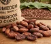 import cocoa beans from Cameroon to the USA