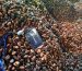 Cameroon cocoa vs Ghana cocoa