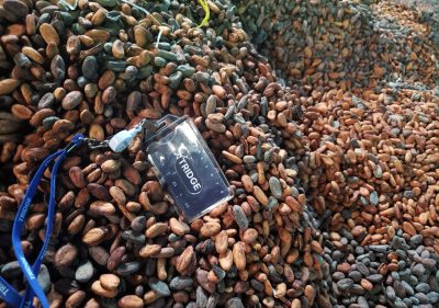 Cameroon cocoa vs Ghana cocoa